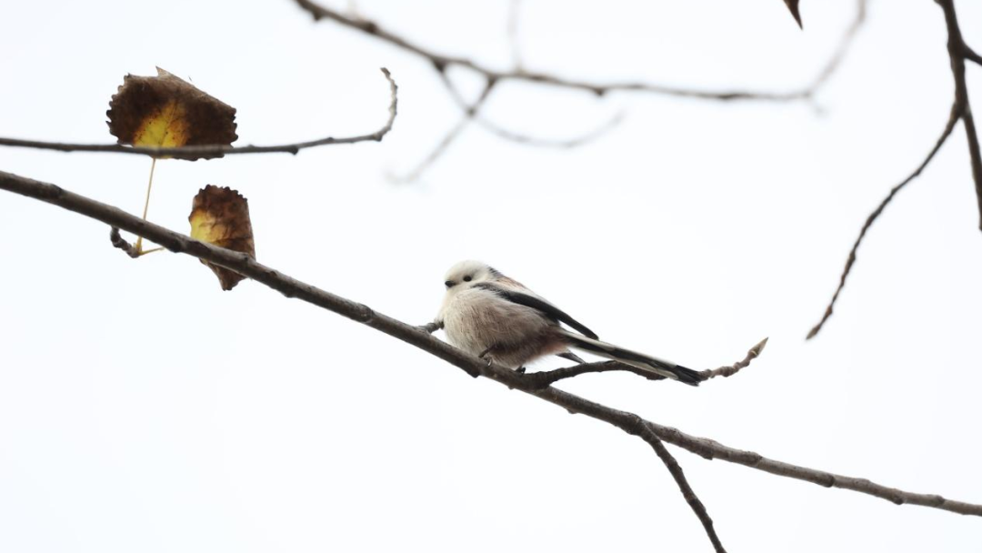 又上新了！白洋淀新增3种国家&ldquo;三有&rdquo;保护动物