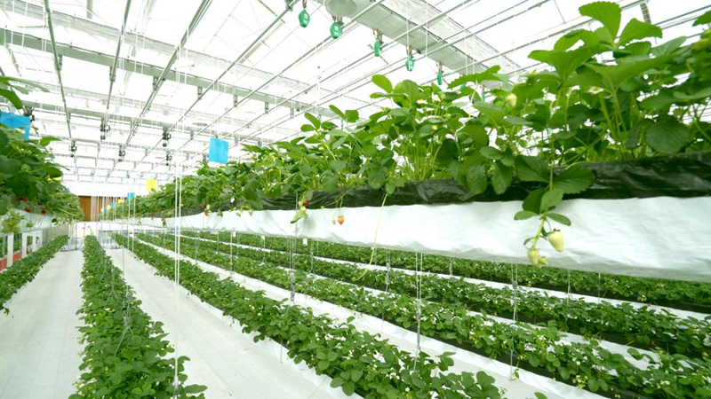 雄安新区“小驿站”释放农业创新“大能量”