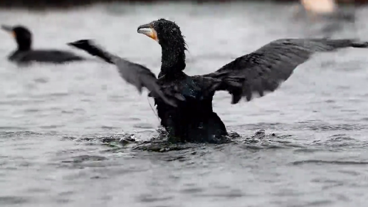 雄安看新丨雪后鸬鹚捕鱼忙