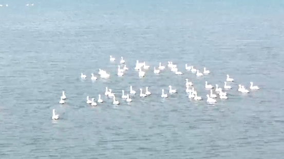 冰雪消融 白洋淀变身&ldquo;天鹅湖&rdquo;