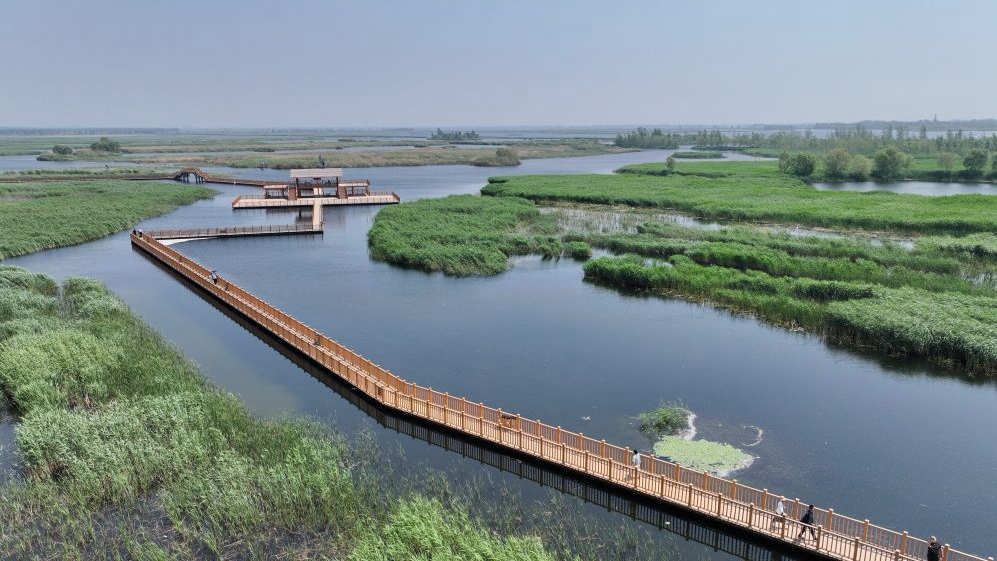 &ldquo;华北明珠&rdquo;白洋淀初夏风光旖旎