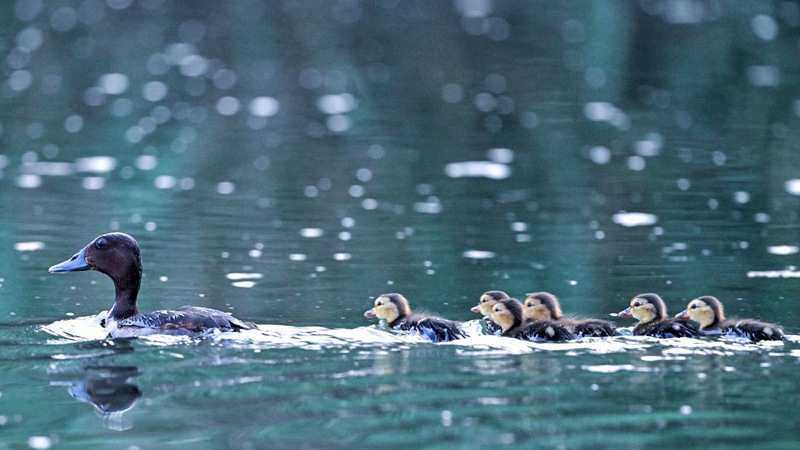 青头潜鸭带娃畅游白洋淀
