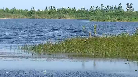【视频】雄安新区将建设生态湿地净化系统