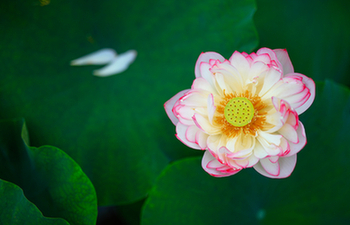 In pics: Lotus flowers at Baiyangdian Lake in Xiongan New Area