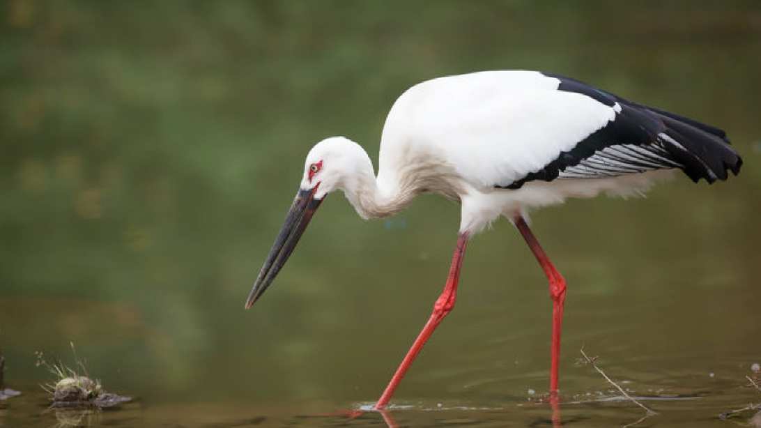 保持高压态势 坚决打赢白洋淀生态修复攻坚战