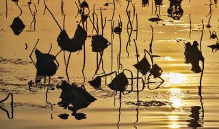 [高清组图]送走一年旅游旺季 看白洋淀静谧之美