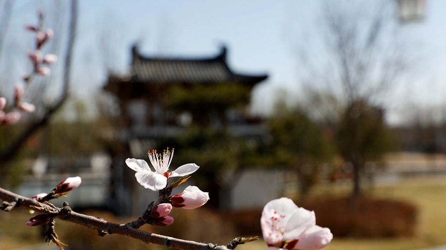 春花、绿柳、石桥、古建&hellip;&hellip;在悦容公园打卡&ldquo;春日乐章&rdquo;