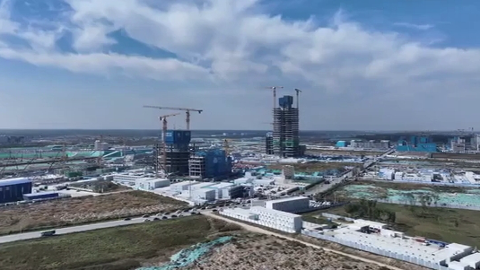 启动区长出&ldquo;金芦苇&rdquo;